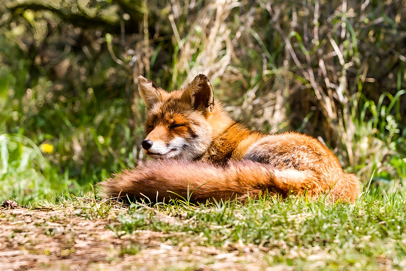 Füchse